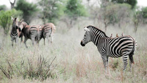 Zebra, Grass, Walk, Golf, Stand Wallpaper