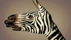 Zebra Hand Painting Wallpaper