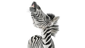 Zebra In White Wallpaper