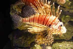 Zebra Lionfish Aquatic Display Wallpaper