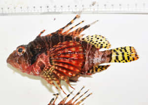 Zebra Lionfish Study Specimen Wallpaper