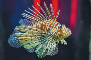 Zebra Lionfish Swimming Aquarium Wallpaper