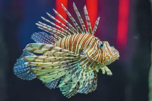 Zebra Lionfish Swimming Aquarium Wallpaper