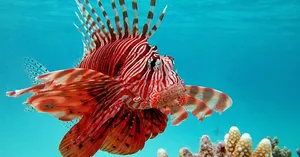 Zebra Lionfish Swimming Over Coral Reef Wallpaper