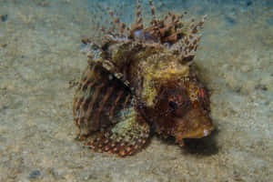 Zebra Lionfish Underwater Camouflage Wallpaper