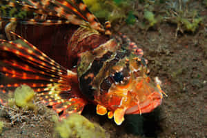 Zebra Lionfish Underwater Closeup Wallpaper