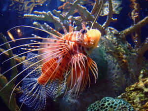 Zebra Lionfish Underwater Display Wallpaper