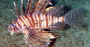 Zebra Lionfish Underwater Display Wallpaper