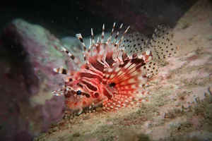 Zebra Lionfish Underwater Display Wallpaper