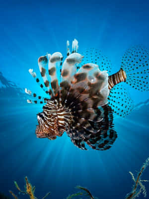 Zebra Lionfish Underwater Splendor.jpg Wallpaper