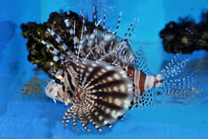 Zebra Lionfishin Aquarium Blue Background Wallpaper