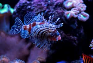 Zebra Lionfishin Aquarium Wallpaper