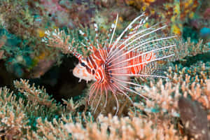 Zebra Lionfishin Coral Reef Wallpaper