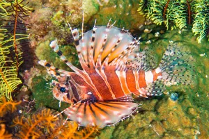 Zebra Lionfishin Natural Habitat Wallpaper