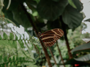 Zebra Longwing Aesthetic Butterfly Wallpaper