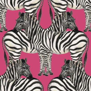 Zebra On Pink Background Wallpaper