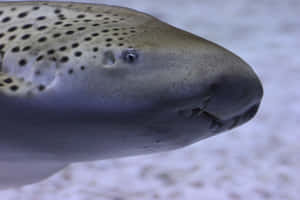 Zebra Shark Close Up Portrait.jpg Wallpaper