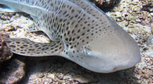 Zebra Shark Resting On Seabed.jpg Wallpaper