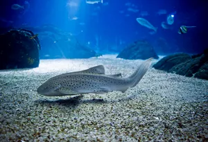 Zebra Shark Restingon Ocean Floor Wallpaper