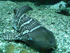Zebra Shark Restingon Ocean Floor.jpg Wallpaper