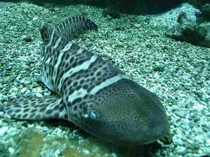 Zebra Shark Restingon Ocean Floor.jpg Wallpaper