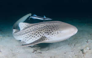 Zebra Shark Restingon Seabed Wallpaper