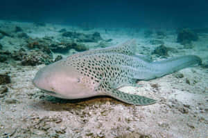 Zebra Shark Restingon Seabed.jpg Wallpaper