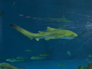 Zebra Shark Swimming Aquarium Wallpaper