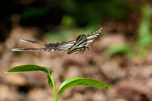 Zebra Swallowtail Butterflyin Nature Wallpaper