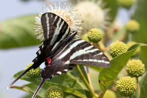 Zebra Swallowtail Butterflyon Flower Wallpaper