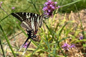 Zebra Swallowtail Butterflyon Flower Wallpaper