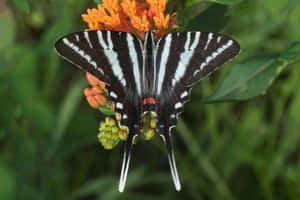 Zebra Swallowtail Butterflyon Flower.jpg Wallpaper