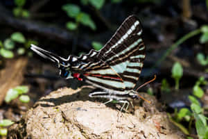 Zebra Swallowtail Butterflyon Ground Wallpaper