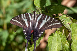 Zebra Swallowtail Butterflyon Leaves Wallpaper