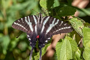 Zebra Swallowtail Butterflyon Leaves Wallpaper