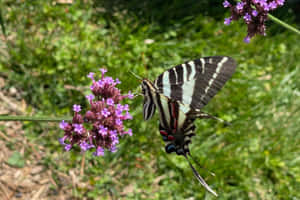 Zebra Swallowtail Butterflyon Purple Flowers Wallpaper