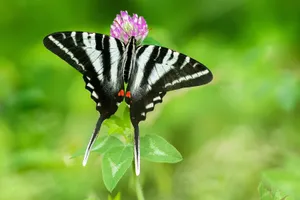 Zebra Swallowtailon Purple Flower Wallpaper