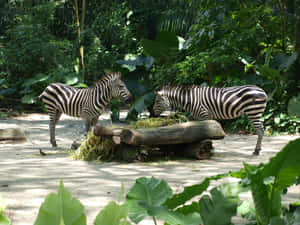 Zebras Feedingat Singapore Zoo Wallpaper