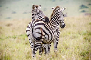 Zebras_ Grazing_ Backto Back.jpg Wallpaper