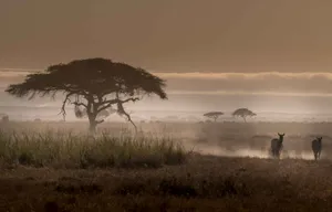 Zebras In Masai Mara National Reserve Wallpaper