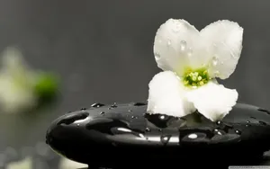 Zen Desktop Wet Flower On Top Of Stone Wallpaper