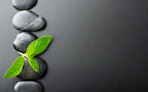 Zen Spa Stones Green Leaves Wallpaper