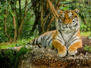 Zoo Animal Cool Tiger Wallpaper