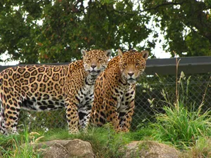 Zoo Animals Fearsome Leopards Wallpaper