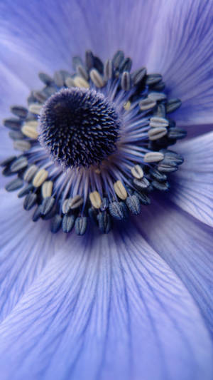 Zoom Flower Center Blue Wallpaper