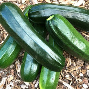 Zucchini Black Beauty Vegetable Variety Wallpaper