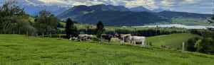Zug_ Countryside_with_ Cows_and_ Lake Wallpaper
